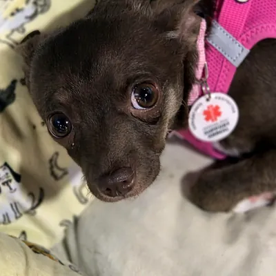Demi the chocolate Chihuahua puppy looking up with big brown eyes, wearing a pink harness
